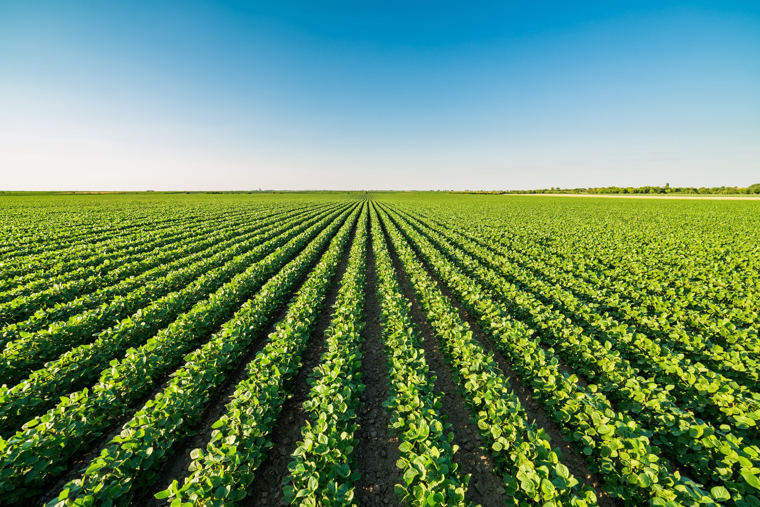 Green,Ripening,Soybean,Field,,Agricultural,Landscape