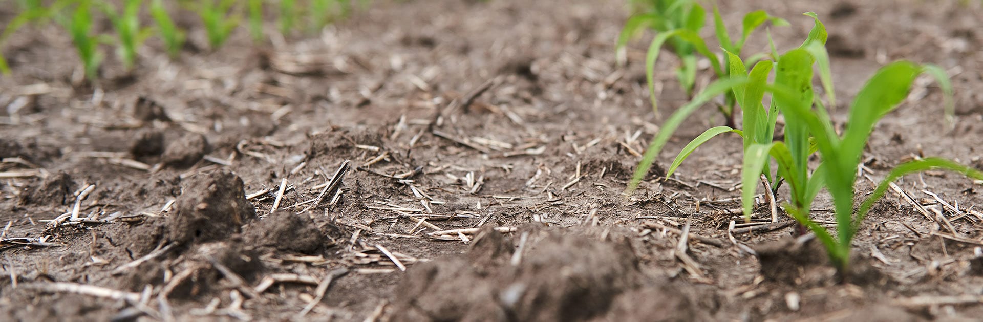 Young corn field