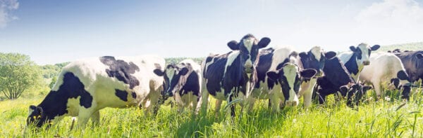 Cows in a field